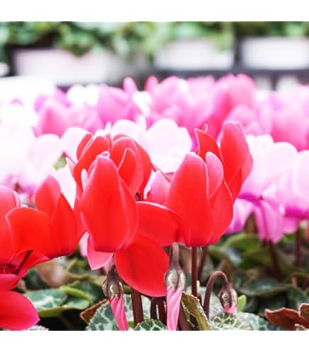 Amazon.co.jp: ジックス シクラメン 2色セット 3号～3.5号 希少